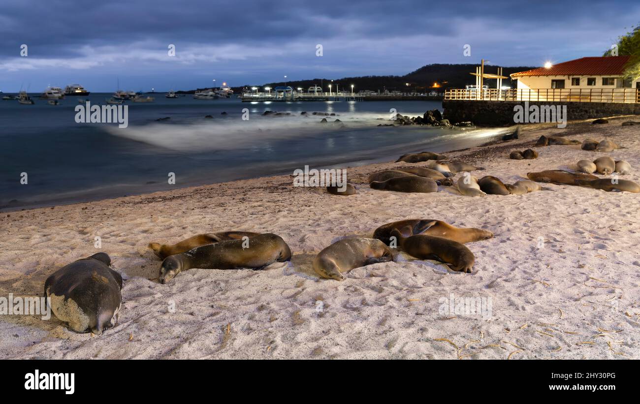 Sea Lions Resting on Sea Lions Beach (Playa de Los Lobos) at Night, San Cristóbal, Galápagos, Ecuador Stock Photo
