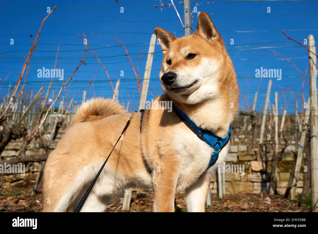 Cute Shiba Inu dog with a blue collar Stock Photo Alamy