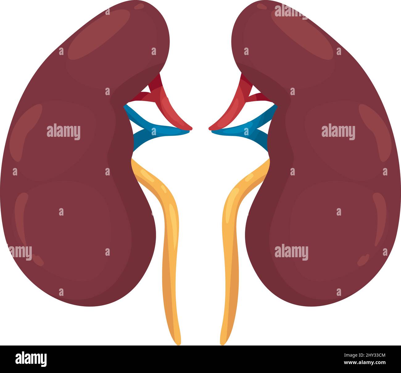 flat realistic kidneys design Stock Vector Image & Art - Alamy