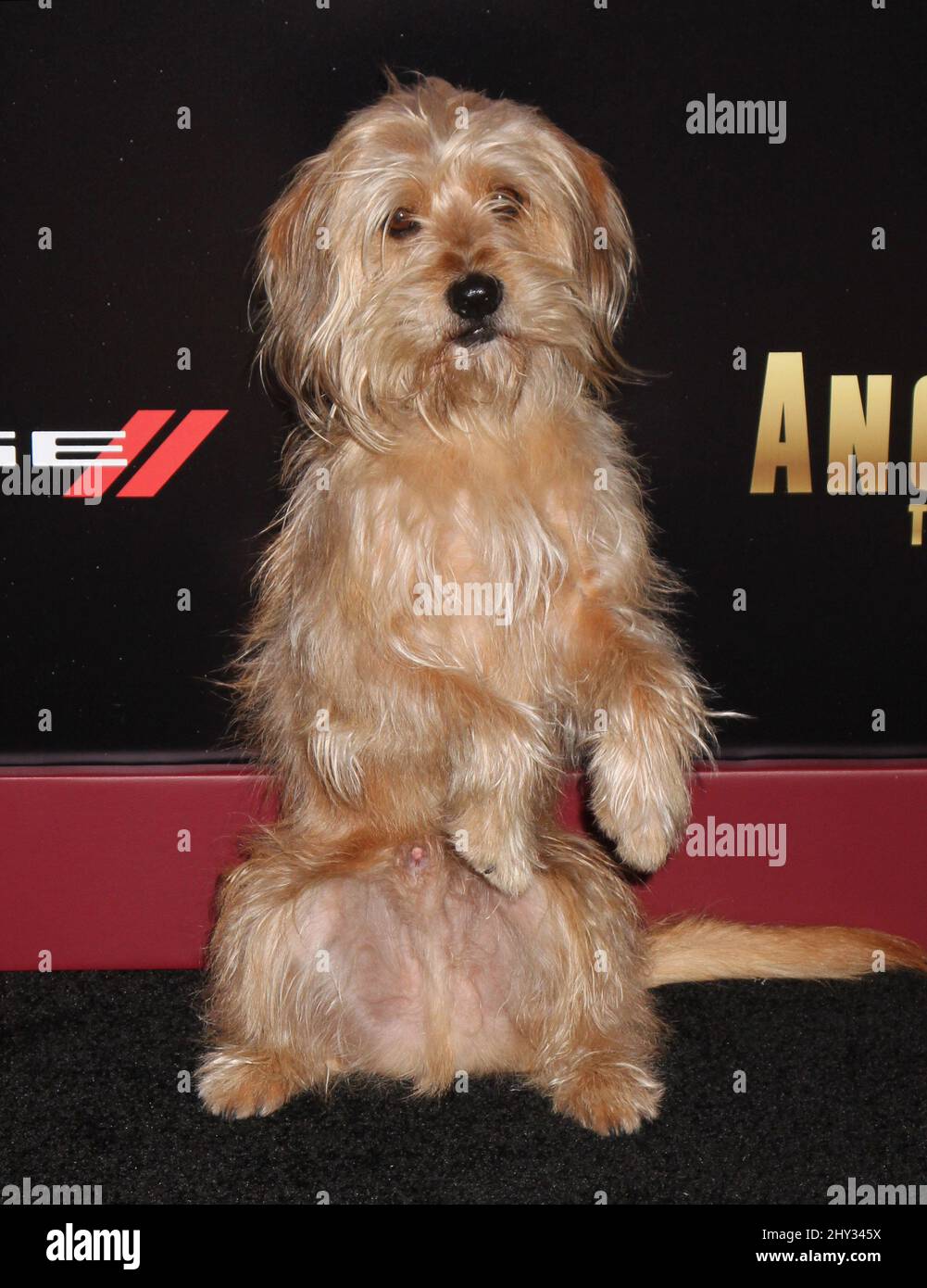 What Breed Of Dog Is Baxter From Anchorman