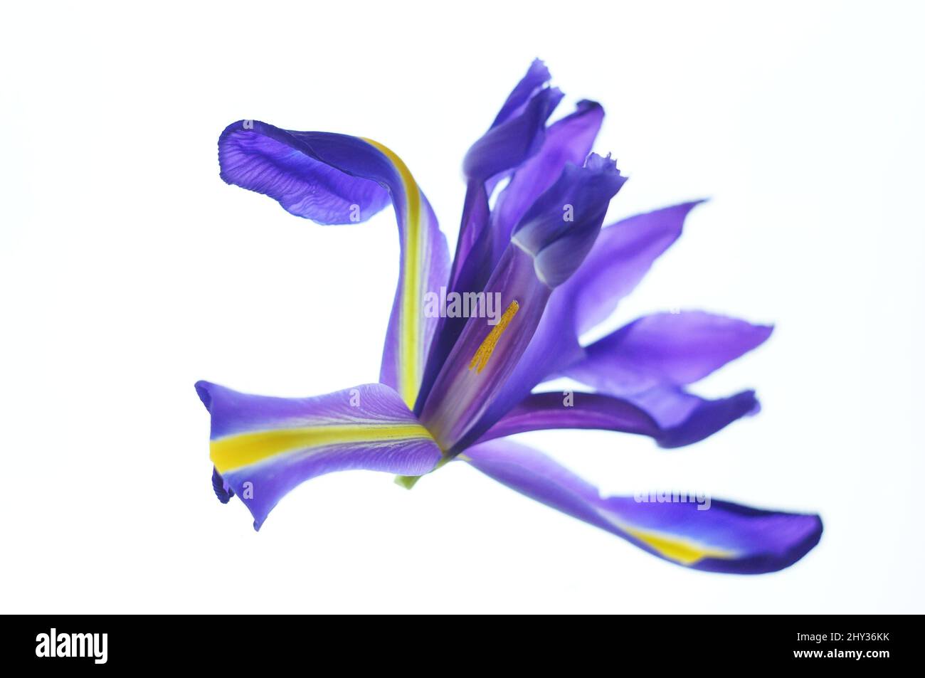 Vertical closeup of Iris spuria, blue iris isolated on white background. Stock Photo