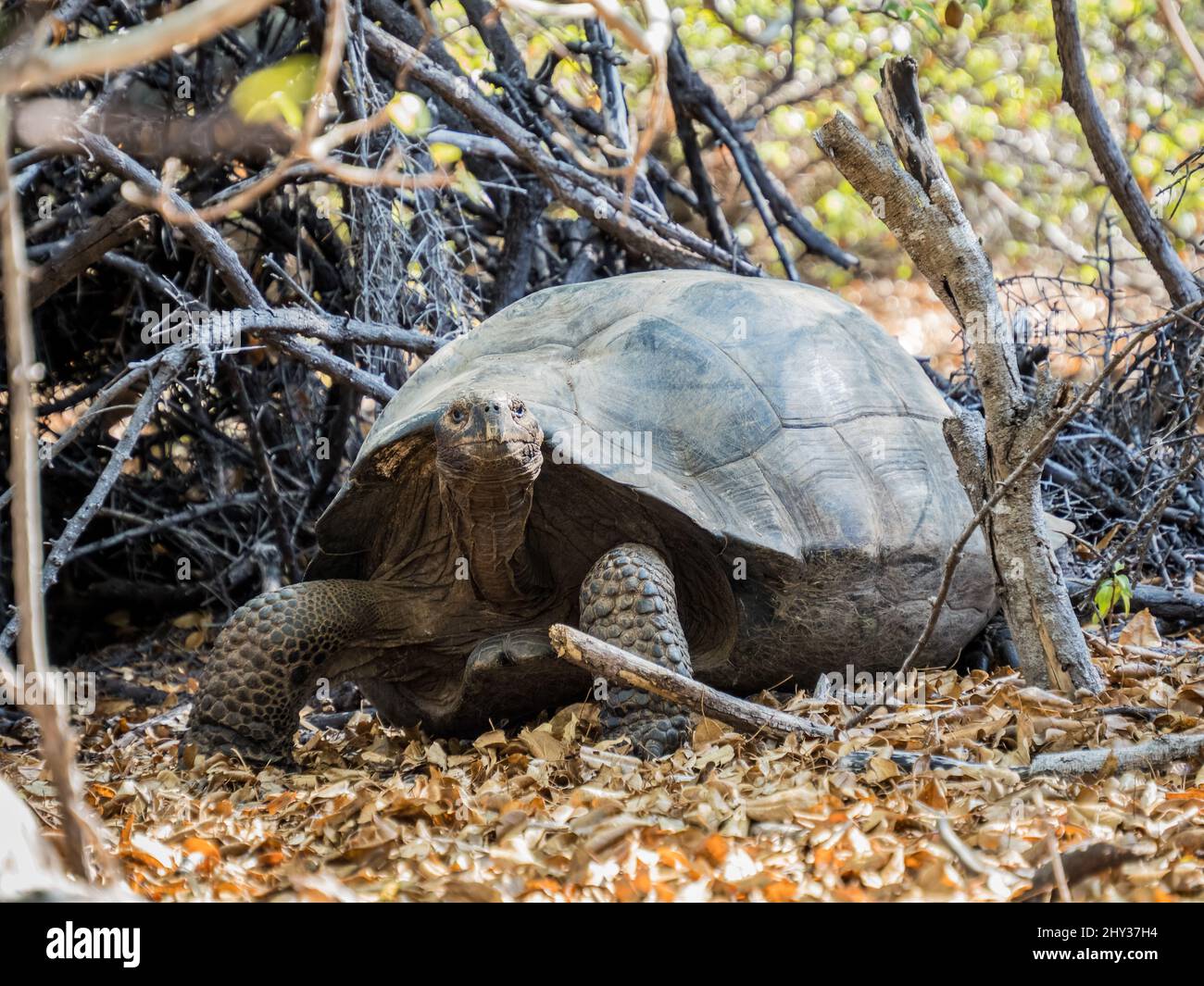 Galapagos tortoise seeking shade -  Isla Isabela, Galapagos, Ecuador Stock Photo
