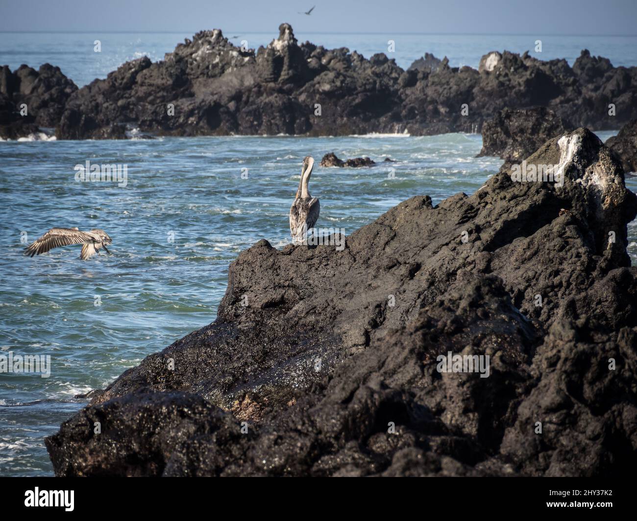 Sea view with brown pelicans - Isla Isabela, Galapagos, Ecuador Stock Photo