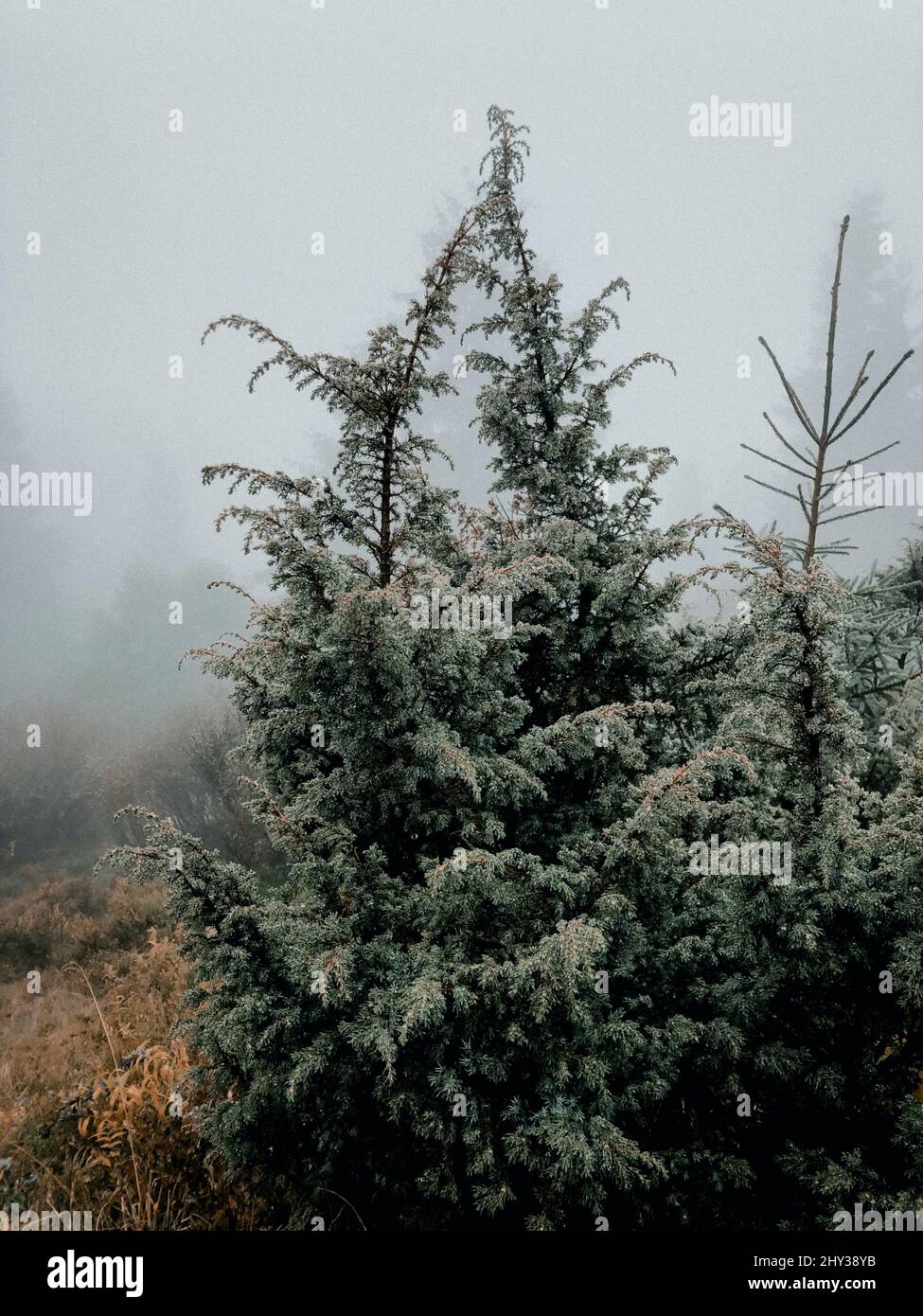 Vertical shot of a pine tree in the field Stock Photo - Alamy