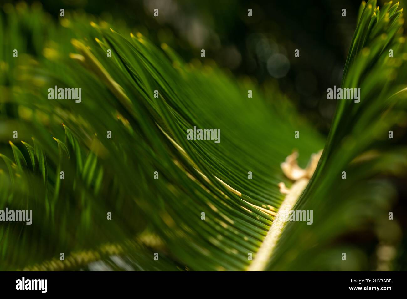Closeup shot of a pinte tree branch Stock Photo - Alamy
