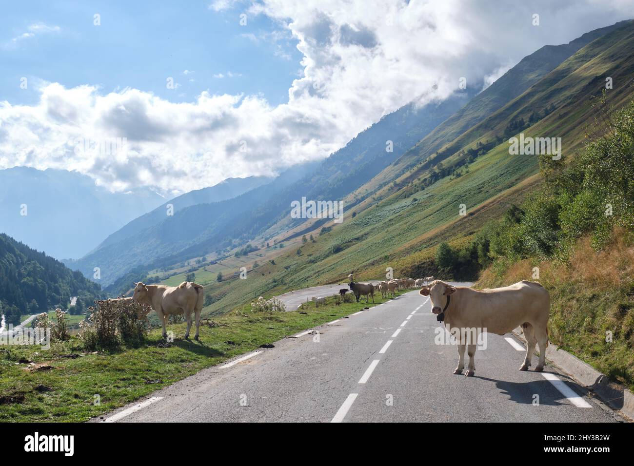 Herd of cows on a country road with mountains and clouds sky in the background Stock Photo