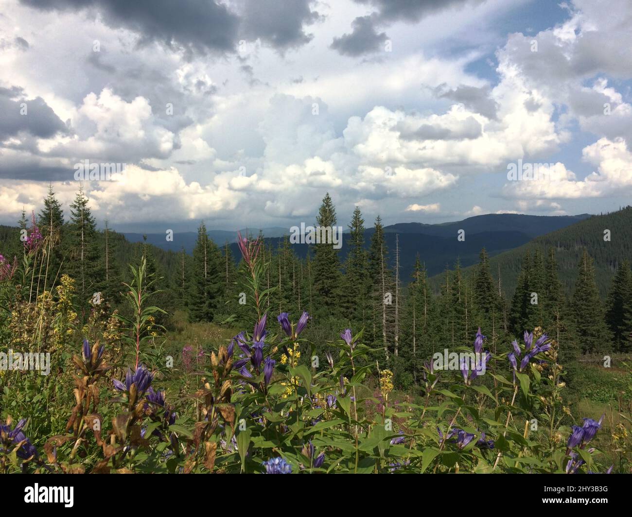 Pathway on hill wildflowers hi-res stock photography and images - Alamy