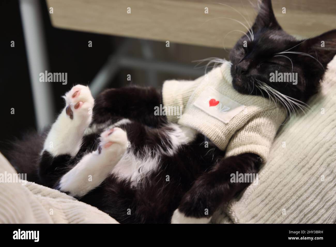 Cute blackwhite cat in a sweater sleeping on a couch Stock Photo Alamy