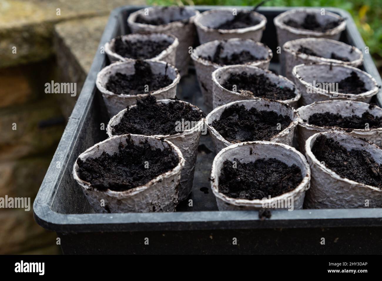 Fibre plant pots filled with compost ready for seed planting. Stock Photo
