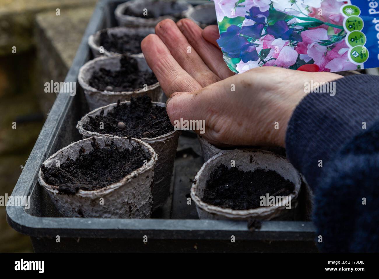 Sowing sweet peas. Seeds are being emptied out of a packet and planted in fibre seed pots. Stock Photo