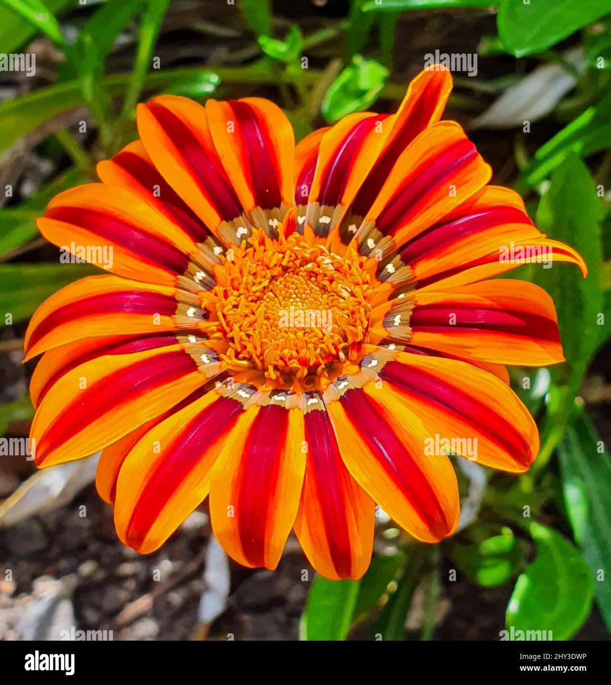 Closeup shot of the orange and red African daisy in the garden on the