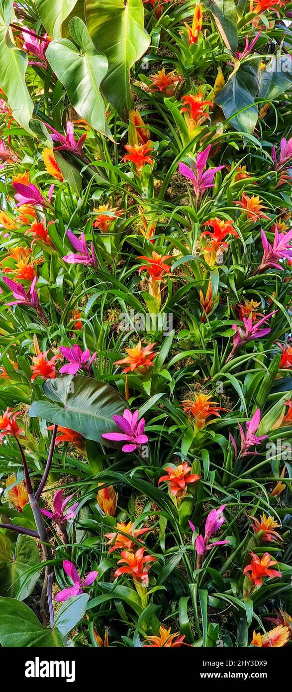 A top view shot of colorful Guzmania Bromeliad flowers in the garden Stock Photo
