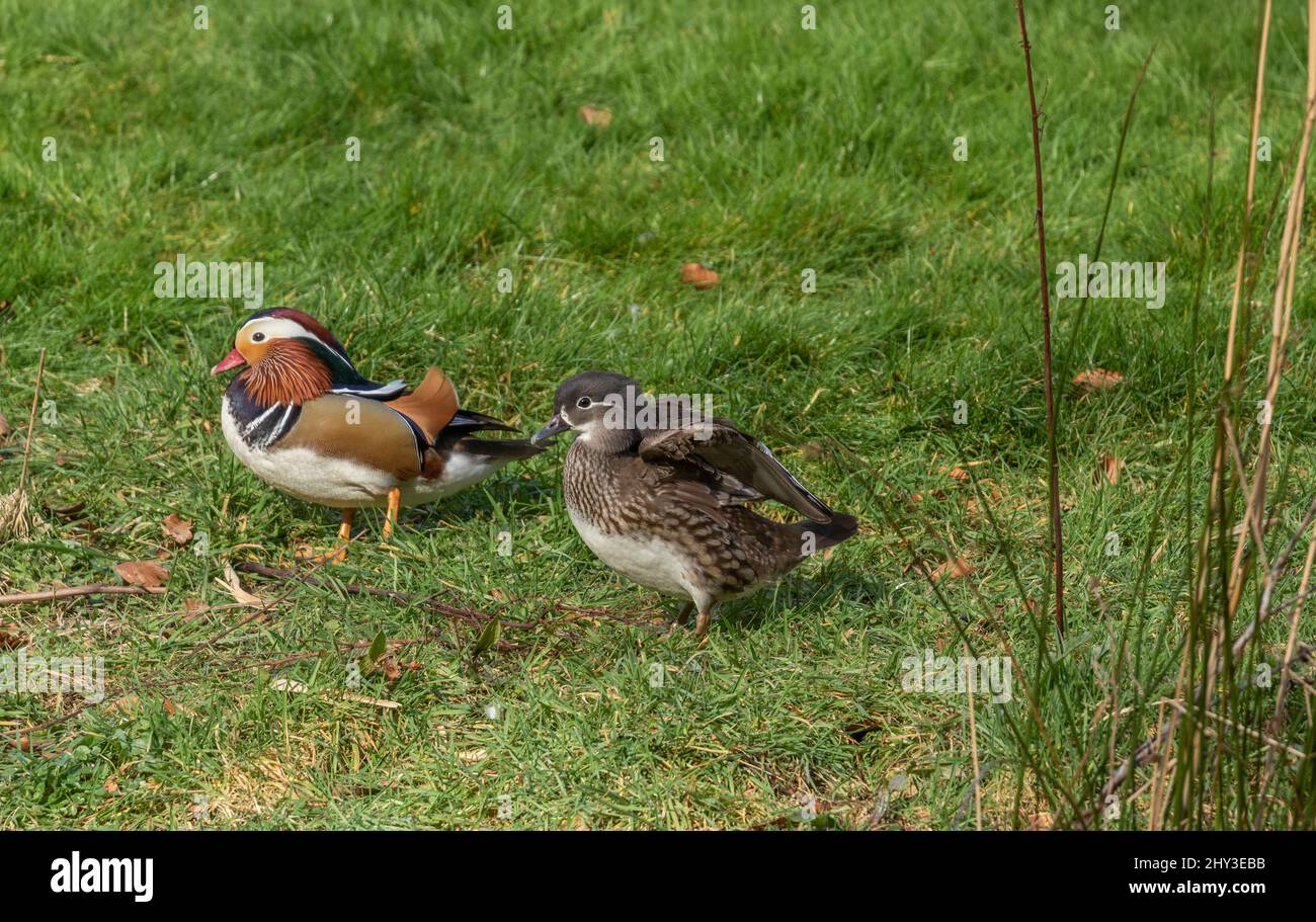 Male female mandarin duck on hires stock photography and images Alamy