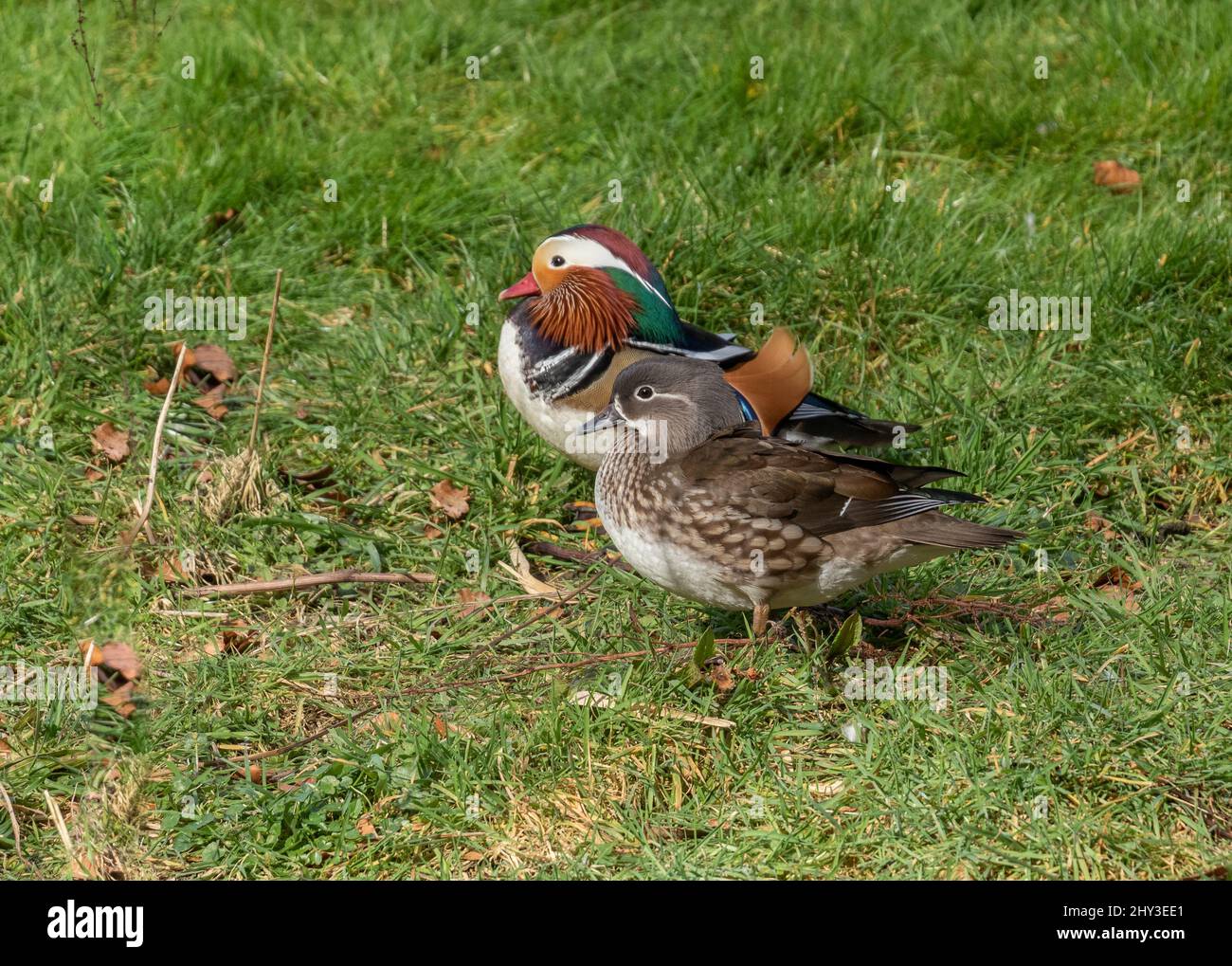 Male female mandarin duck on hires stock photography and images Alamy
