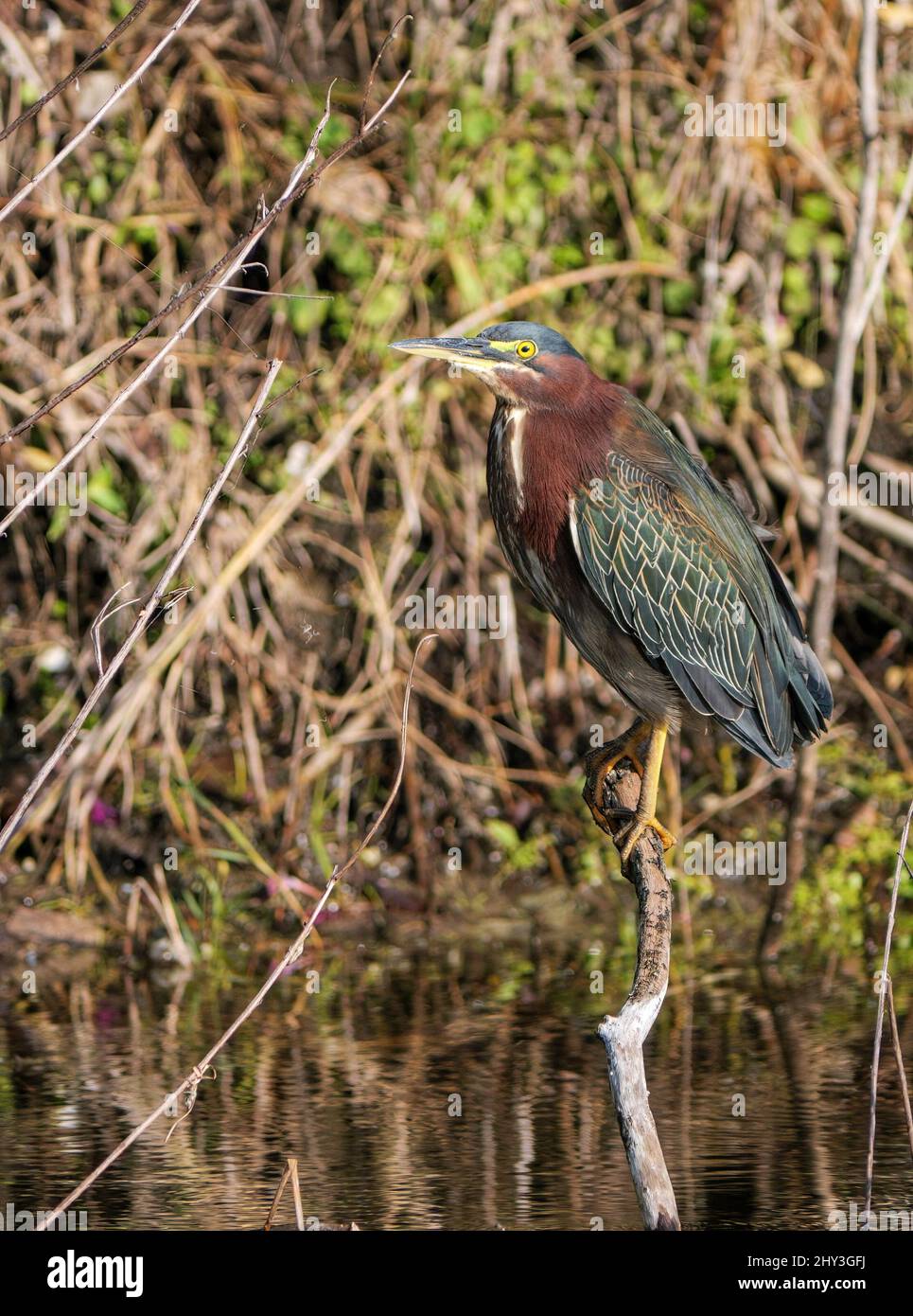Vertical photo of a green heron in nature, a small heron of North and