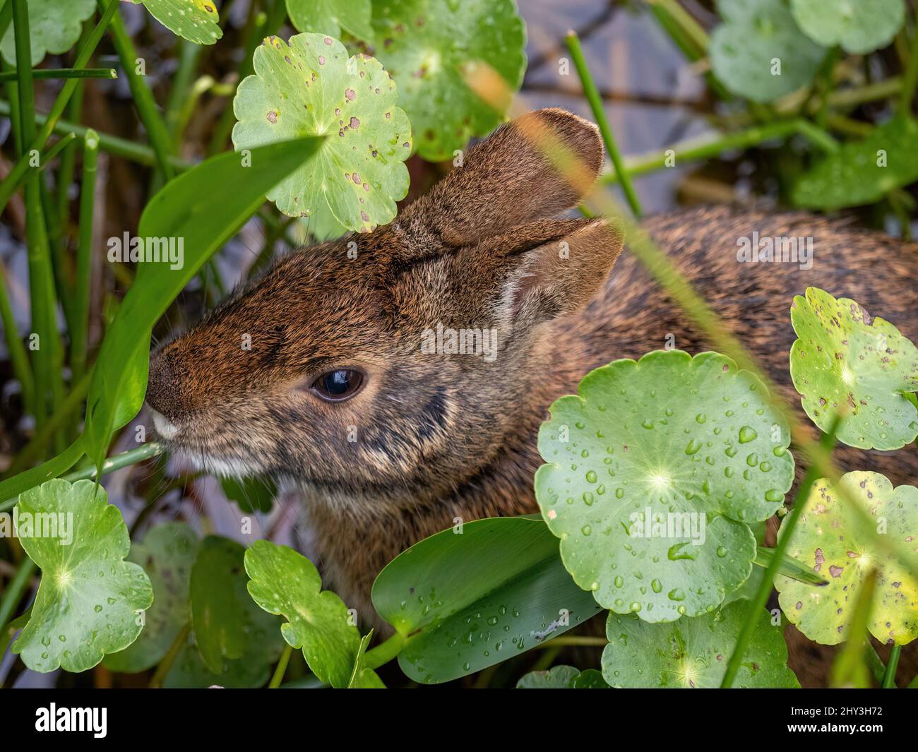 Wild Rabbits In Florida Florida fauna hi-res stock photography and images - Alamy