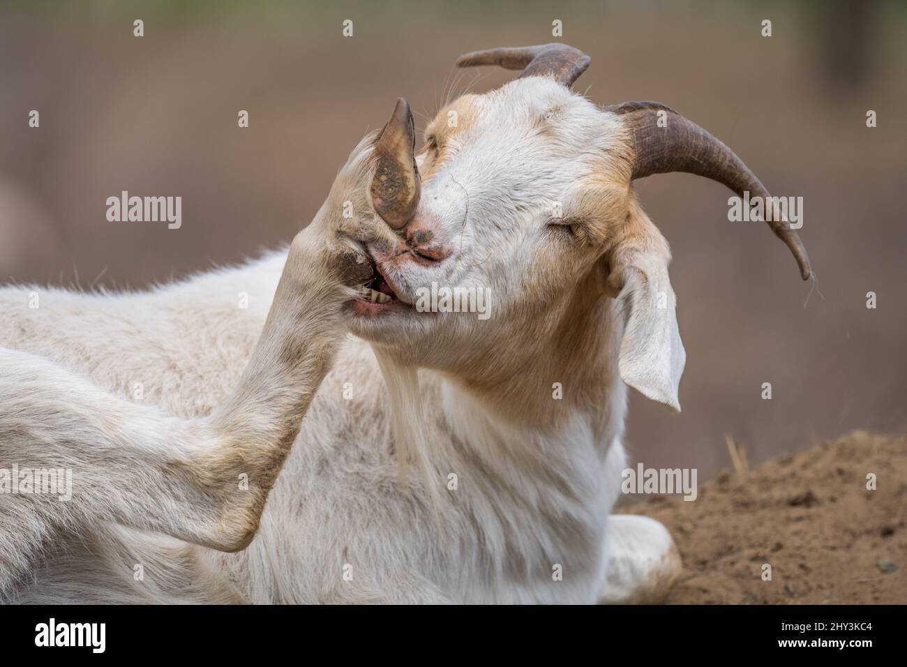 Goat licking head hires stock photography and images Alamy