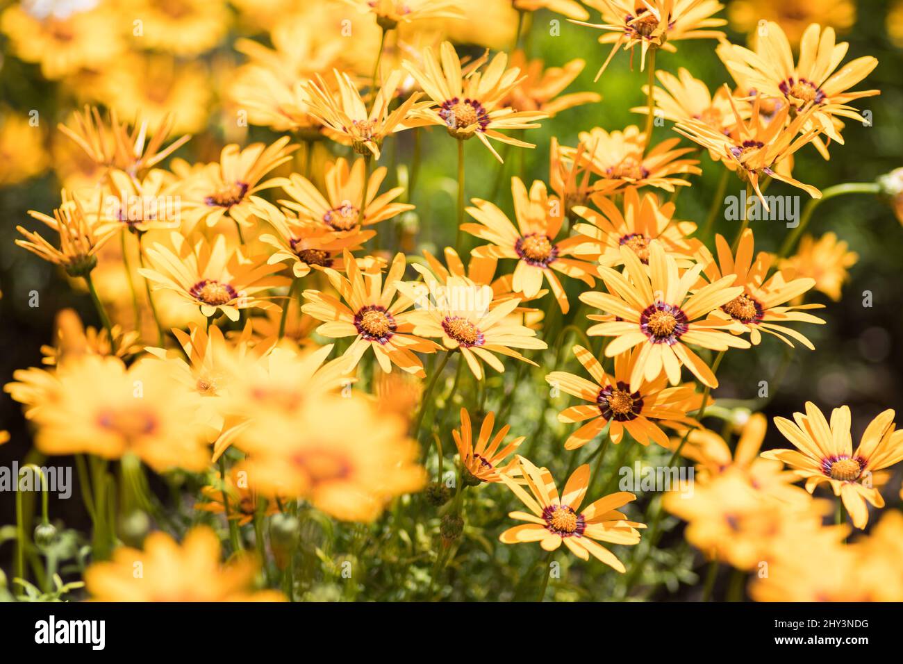Selective focus of yellow ursinia flowers growing in sunlight Stock Photo
