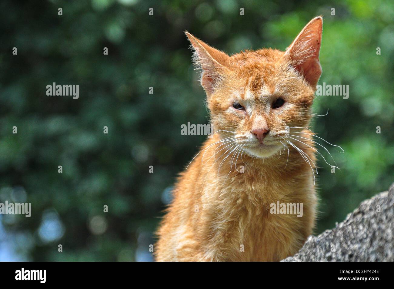 Photography of a cutious kitten in Pilessa, Sri Lanka Stock Photo - Alamy
