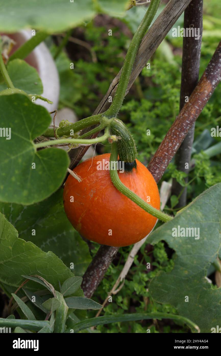Japanese Squash Growing in Pot Stock Photo Alamy