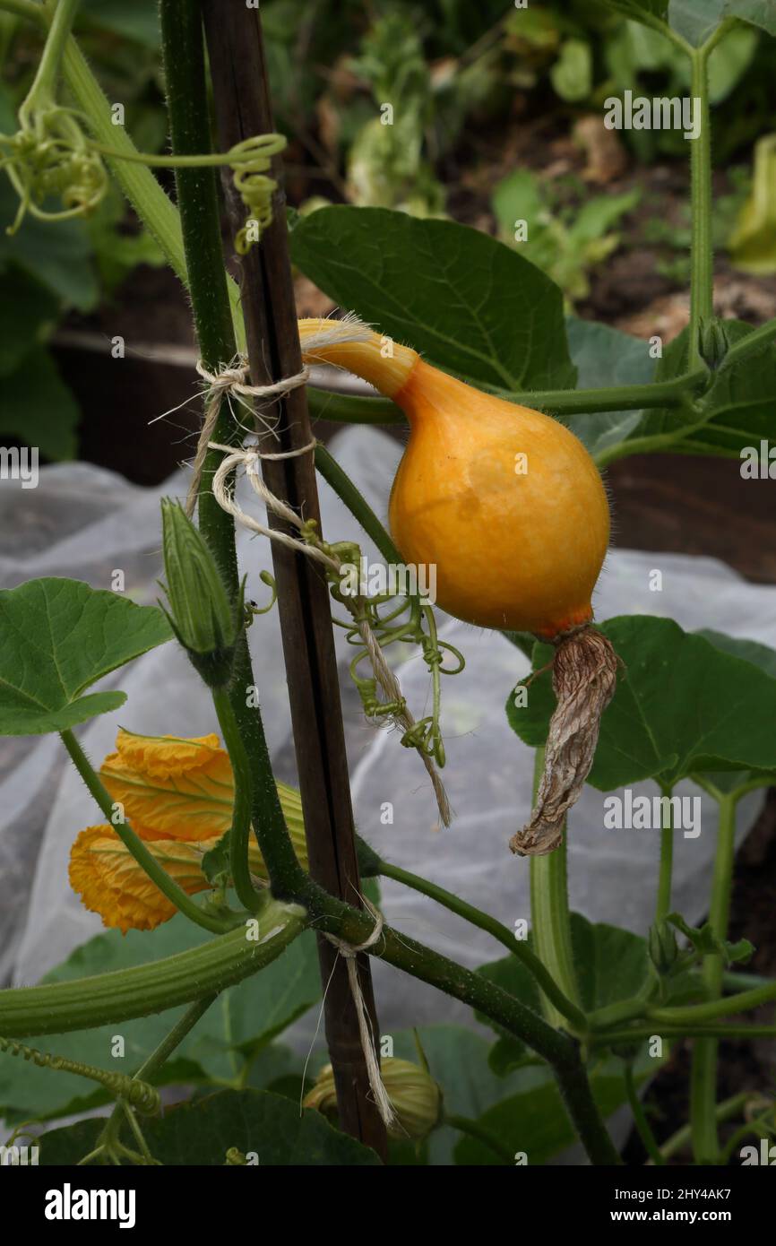 Japanese Squash Growing in Pot Stock Photo Alamy