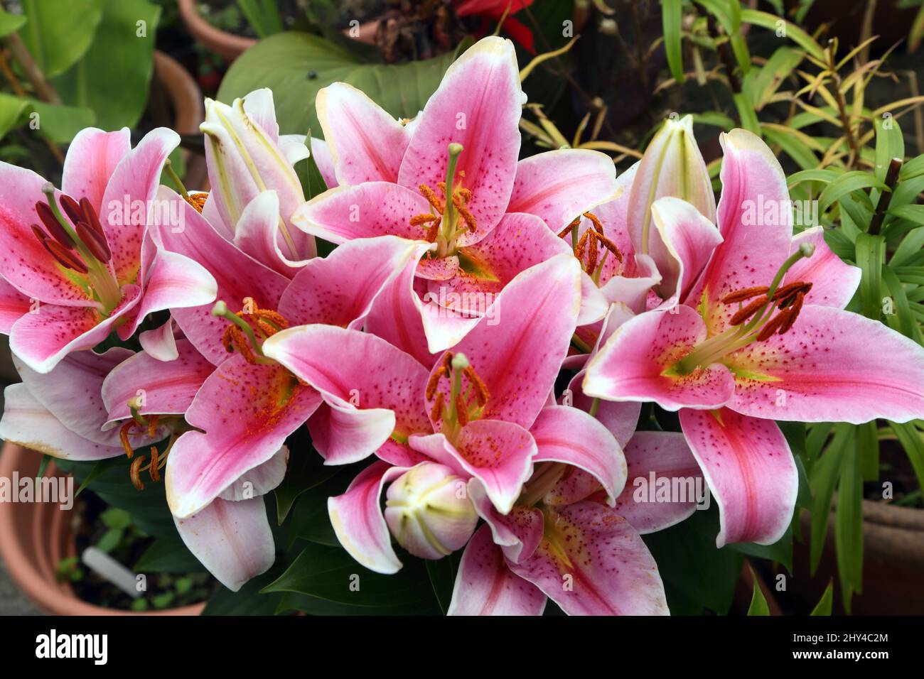 Lilies in Flower Pot Stock Photo Alamy