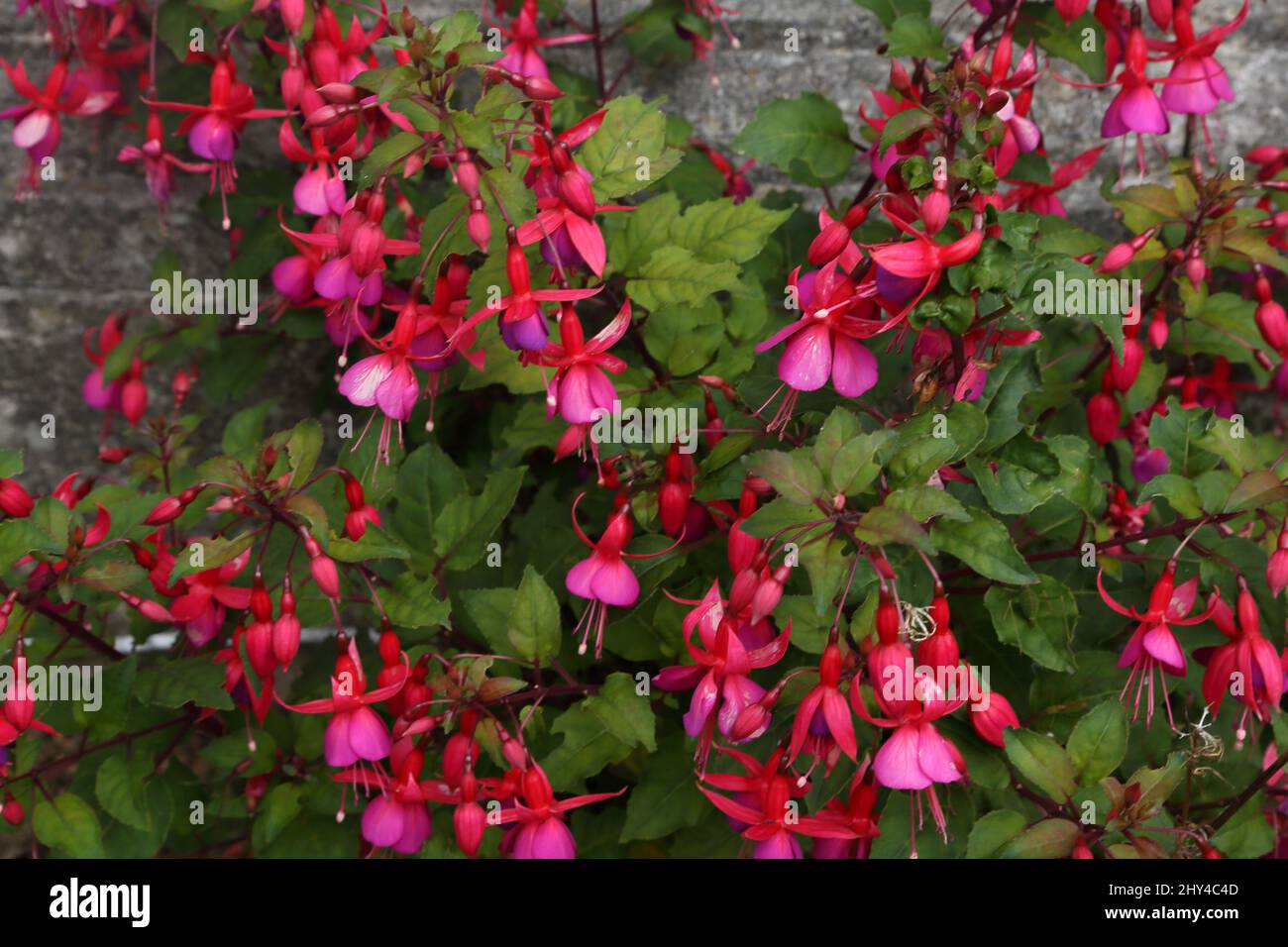 Close up of Fuchsias Stock Photo