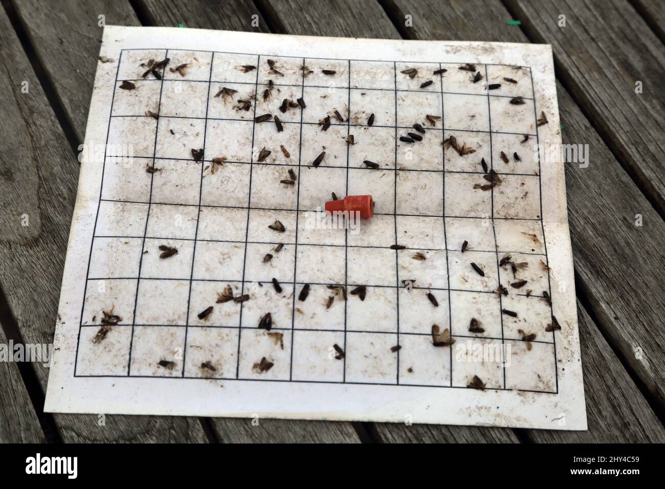 Pheromone trap for apple tree and plum trees to catch winged insects ...