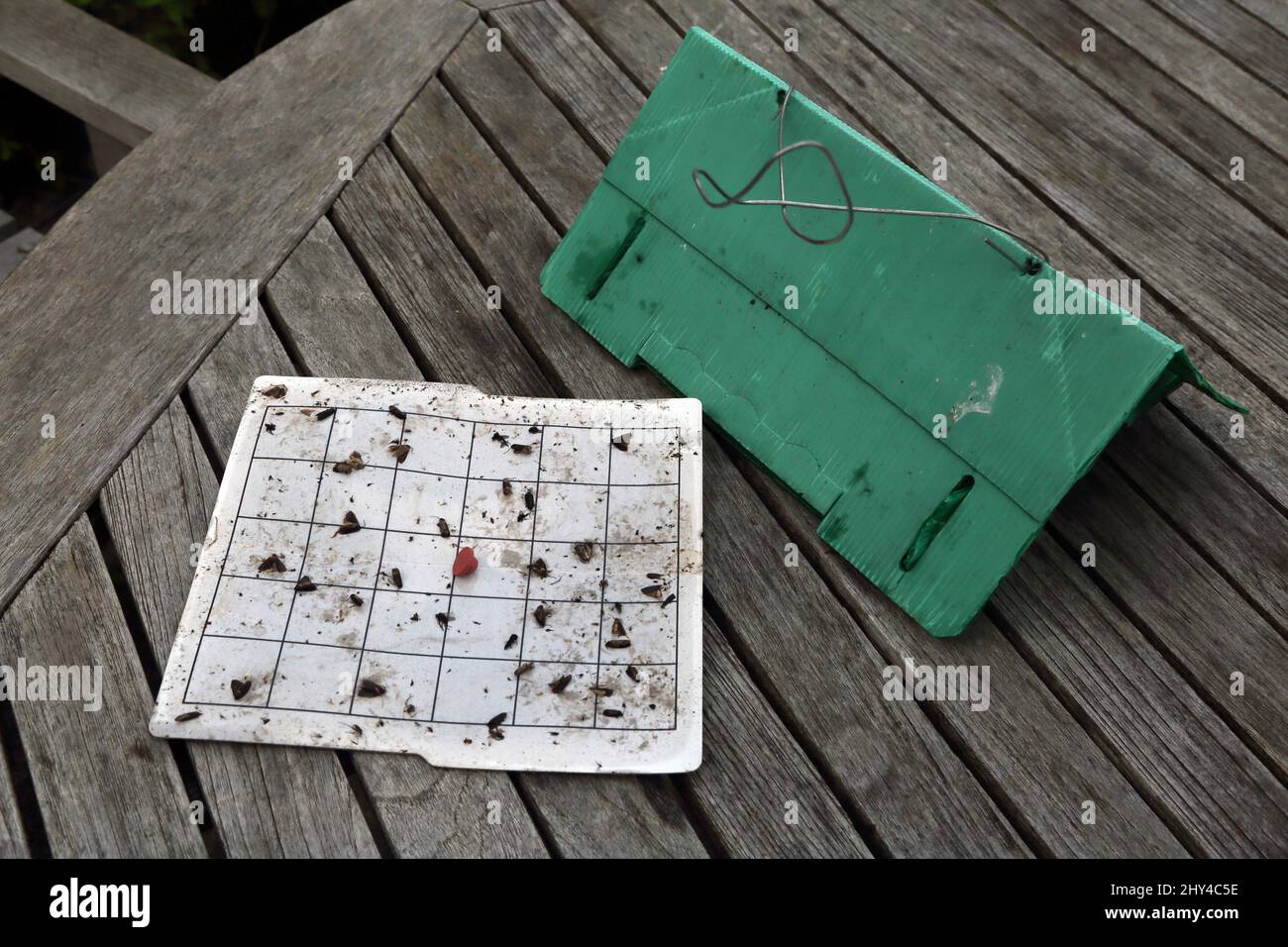 Pheromone trap for apple tree and plum trees to catch winged insects ...