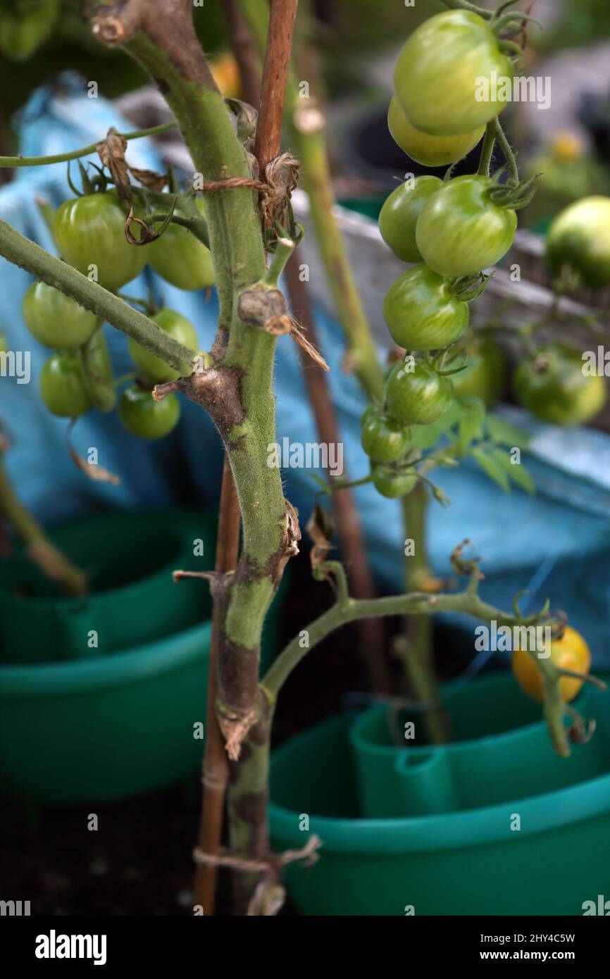 Tomato Plant with Blight Stock Photo