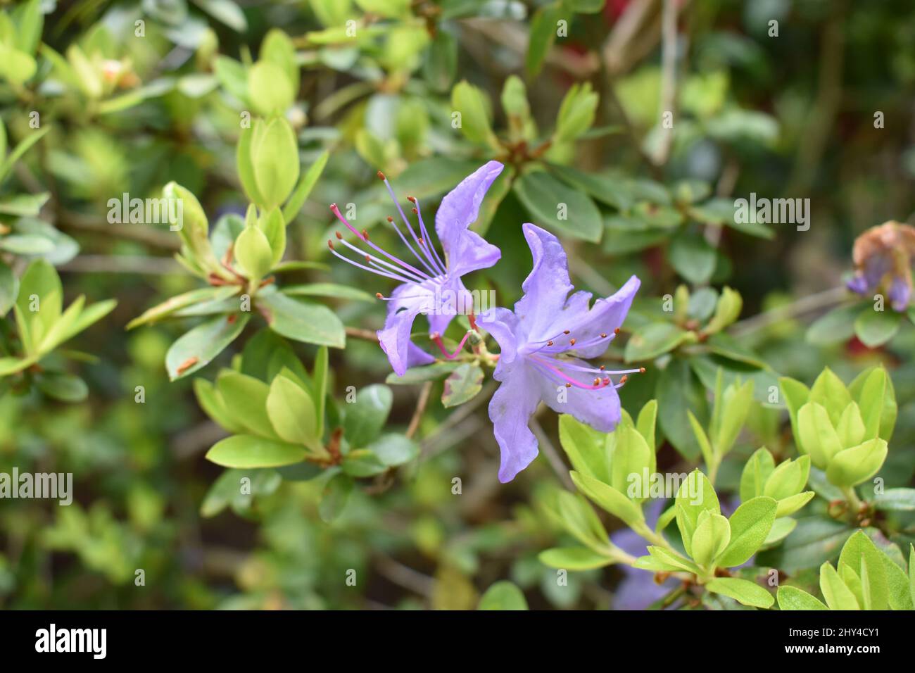 Closeup of purple flowers growing in a garden on a sunny day Stock ...