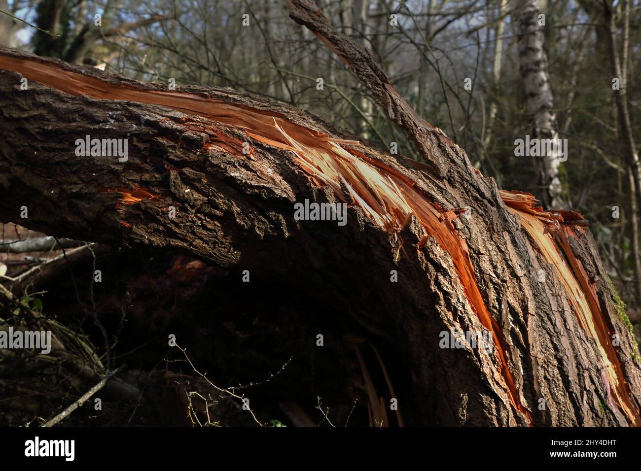Epsom Surrey England Epsom Common Local Nature Reserve Fallen Tree Storm Damage Stock Photo