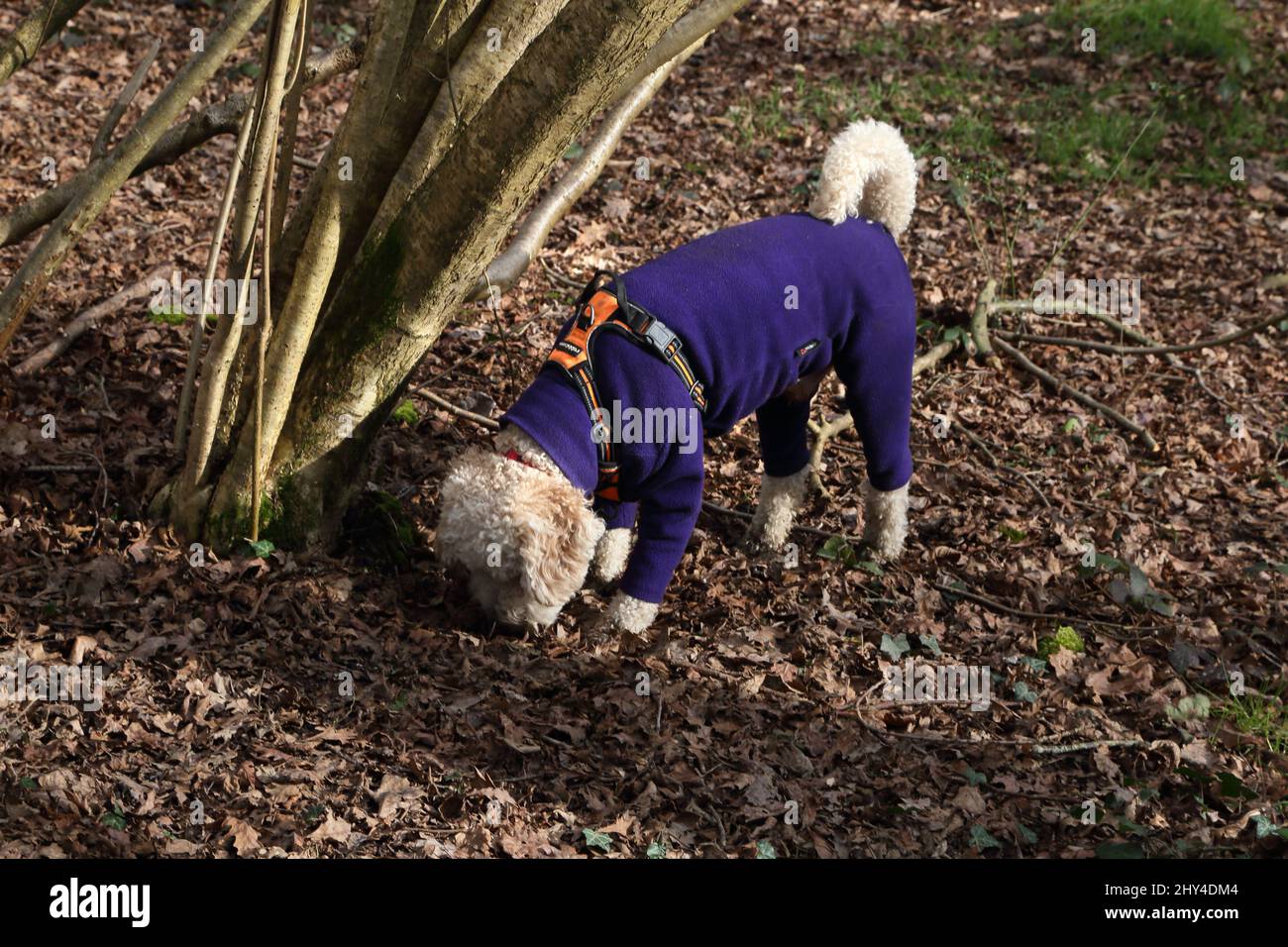 Epsom Surrey England Epsom Common Local Nature Reserve Poodle Cross Dog wearing a Winter Onesie Sniffing Ground Stock Photo