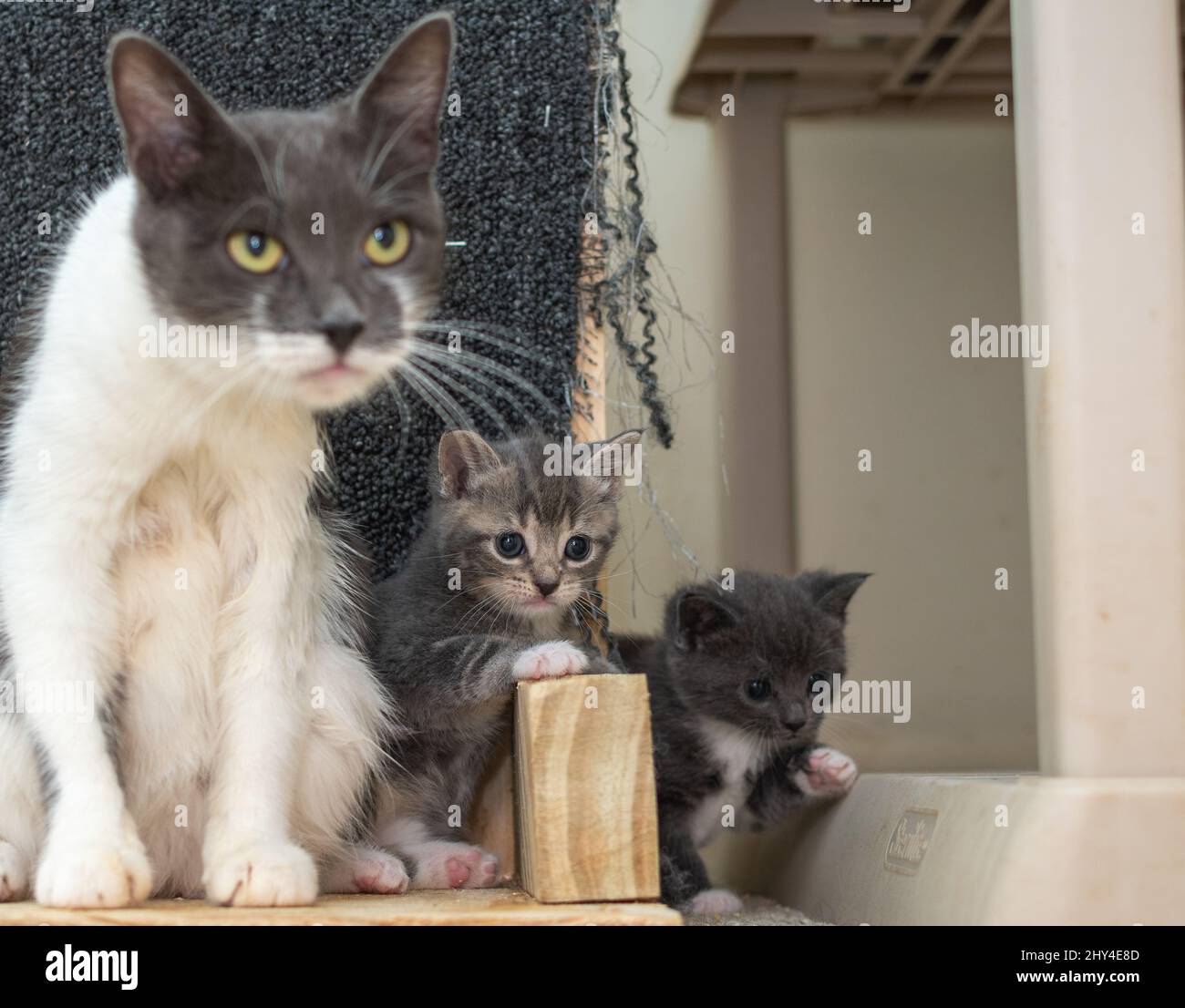 closeup-of-a-mother-cat-with-her-two-kittens-stock-photo-alamy