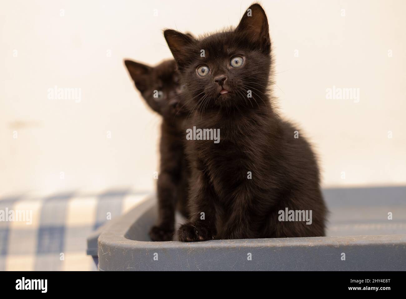 Closeup portrait two surprised hi-res stock photography and images - Alamy