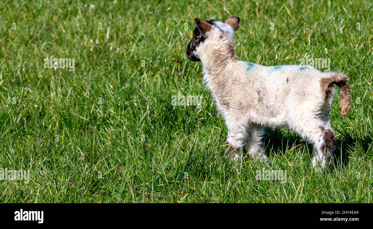Sheep Dorset Black Face cross lamb in field close up. Stock Photo
