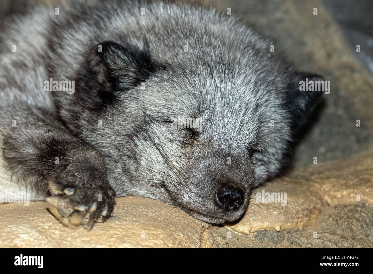 Cute Arctic fox sleeping and smiling in the dream in Arizona zoo Stock Photo