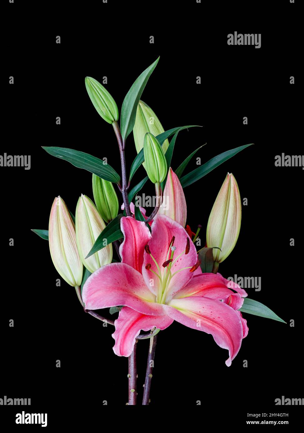 Vertical shot of pink lily isolated in black background Stock Photo - Alamy