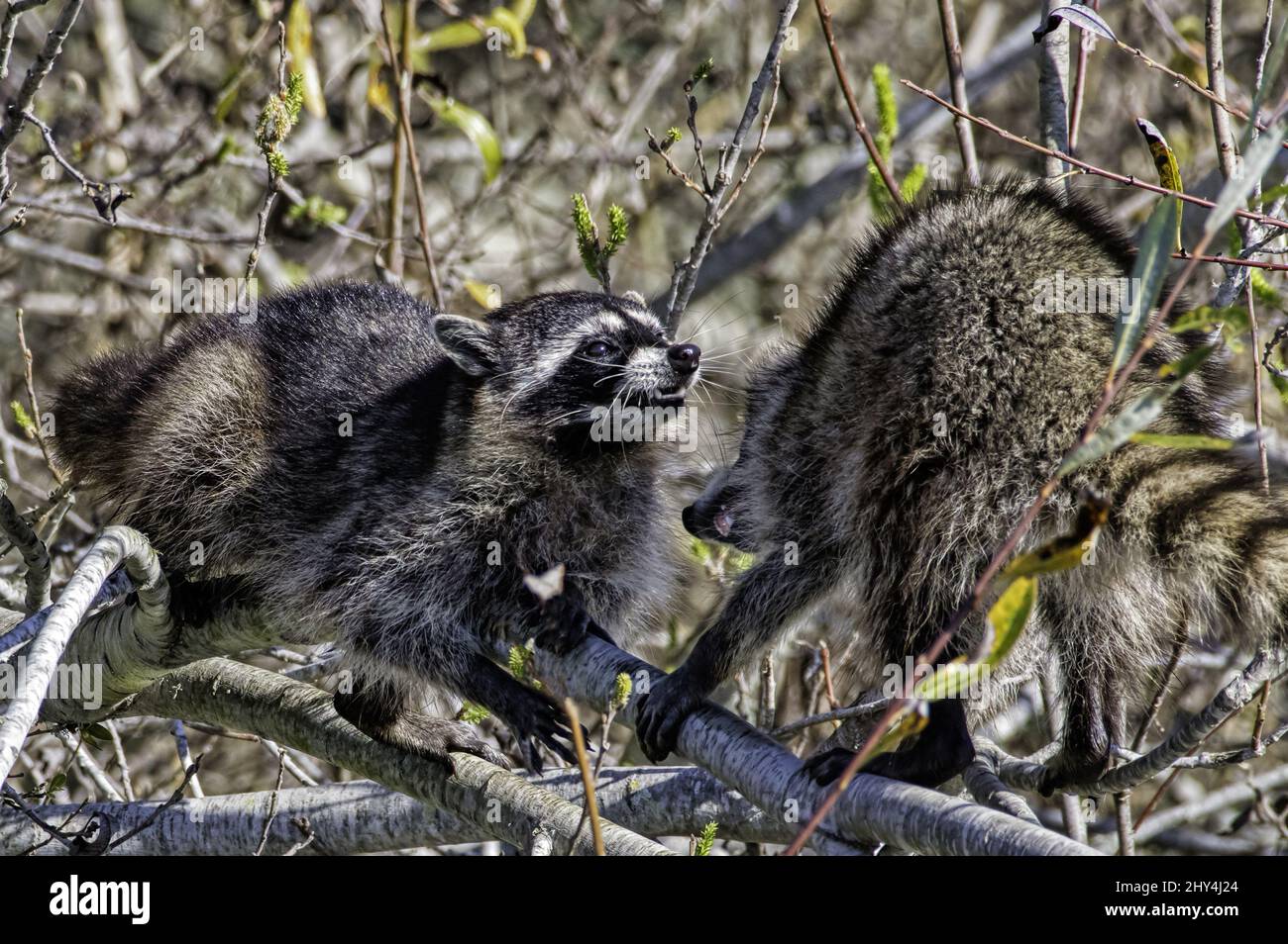 Jumping Racoons Fighting racoons in a field Stock Photo - Alamy