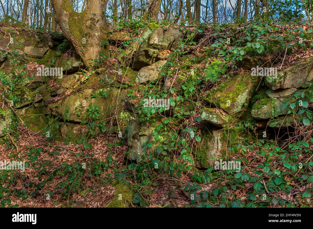 Gritstone quarry that once housed two adits for now-abandoned mine workings for ganister, found in Beeley Wood, Oughtibridge, near Sheffield. Stock Photo