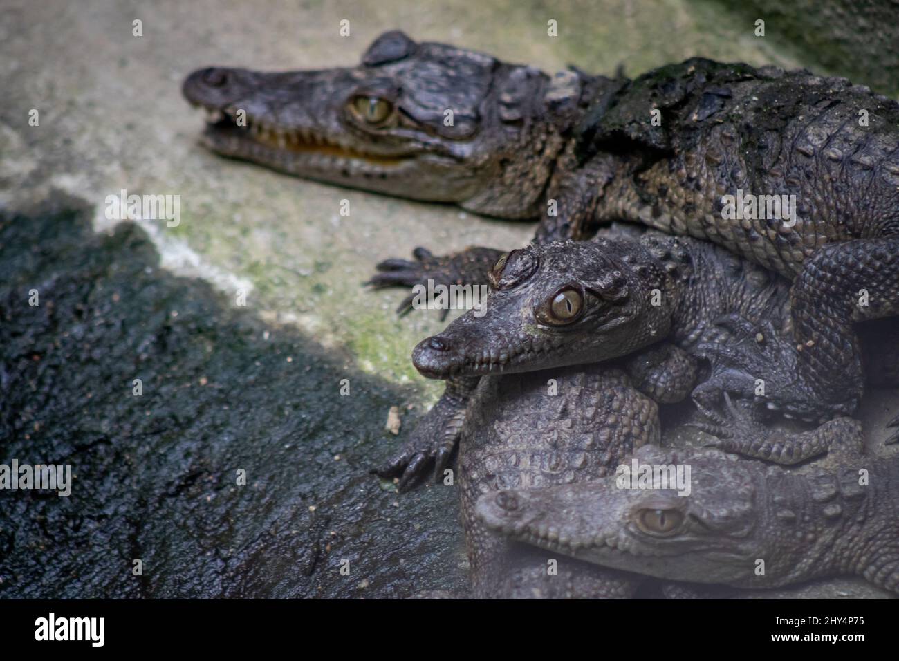 Crocodile juveniles resting on rocks during day time in Cocodrilario La Manzanilla, Jalisco, Mexico Stock Photo