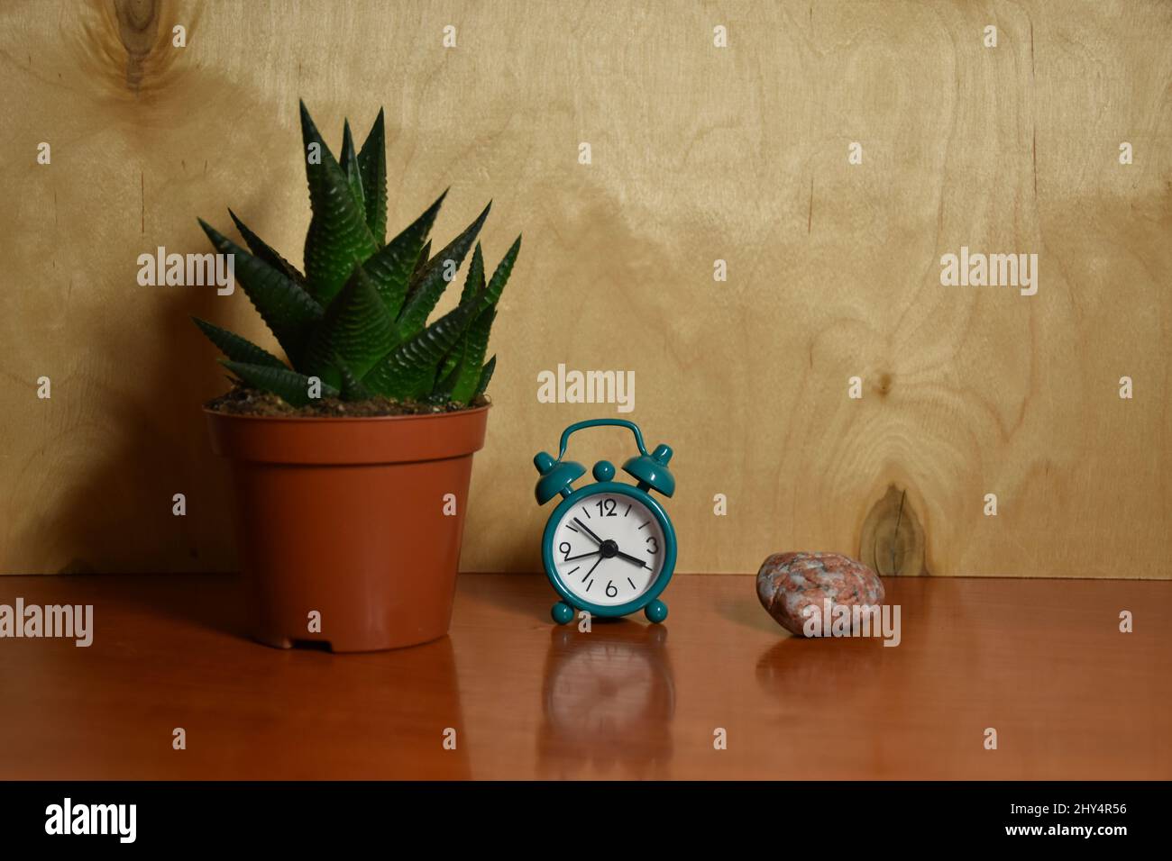 Haworthia limifolia plant, alarm clock, rock, objects composition with wood in the background Stock Photo