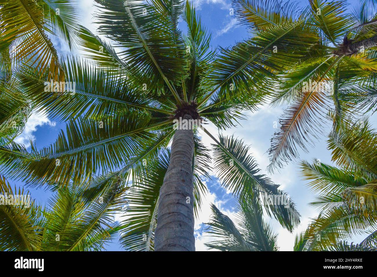 Low angle shot of palm trees against a bright blue sky Stock Photo - Alamy