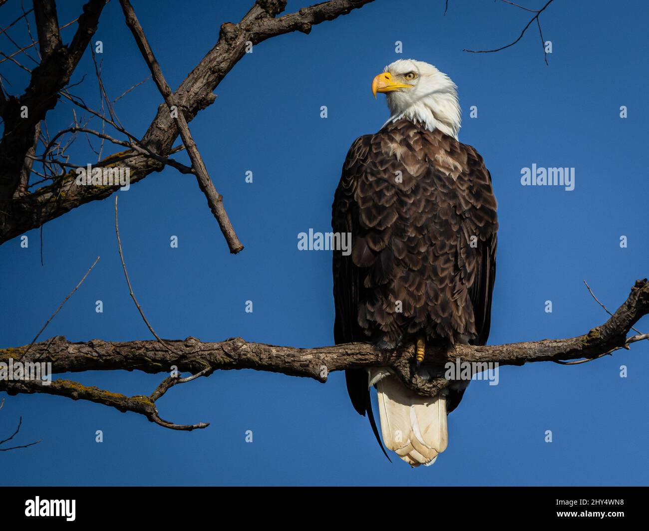 Bald eagle perched on a tree branch Stock Photo - Alamy