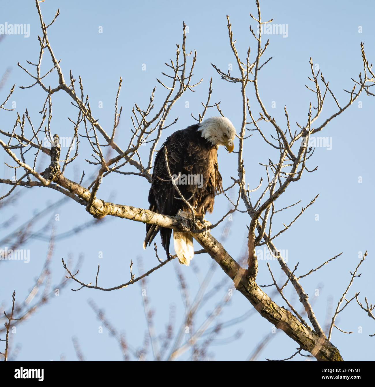 Low angle of a bald eagle perched on a tree branch Stock Photo - Alamy