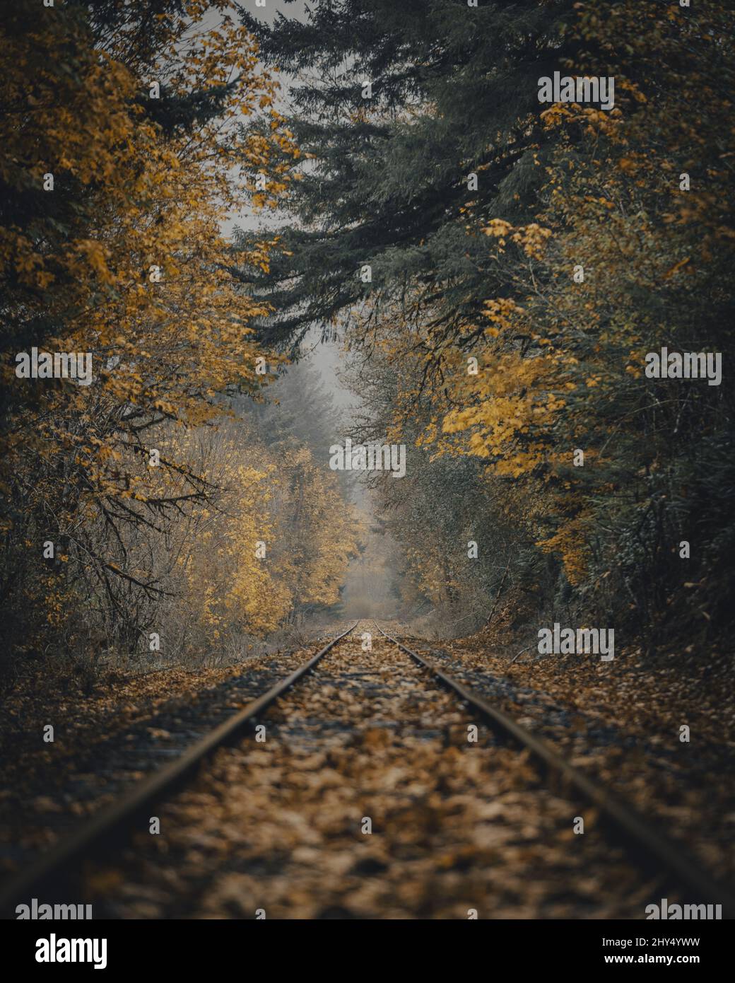 Vertical shot road forest hi-res stock photography and images - Alamy