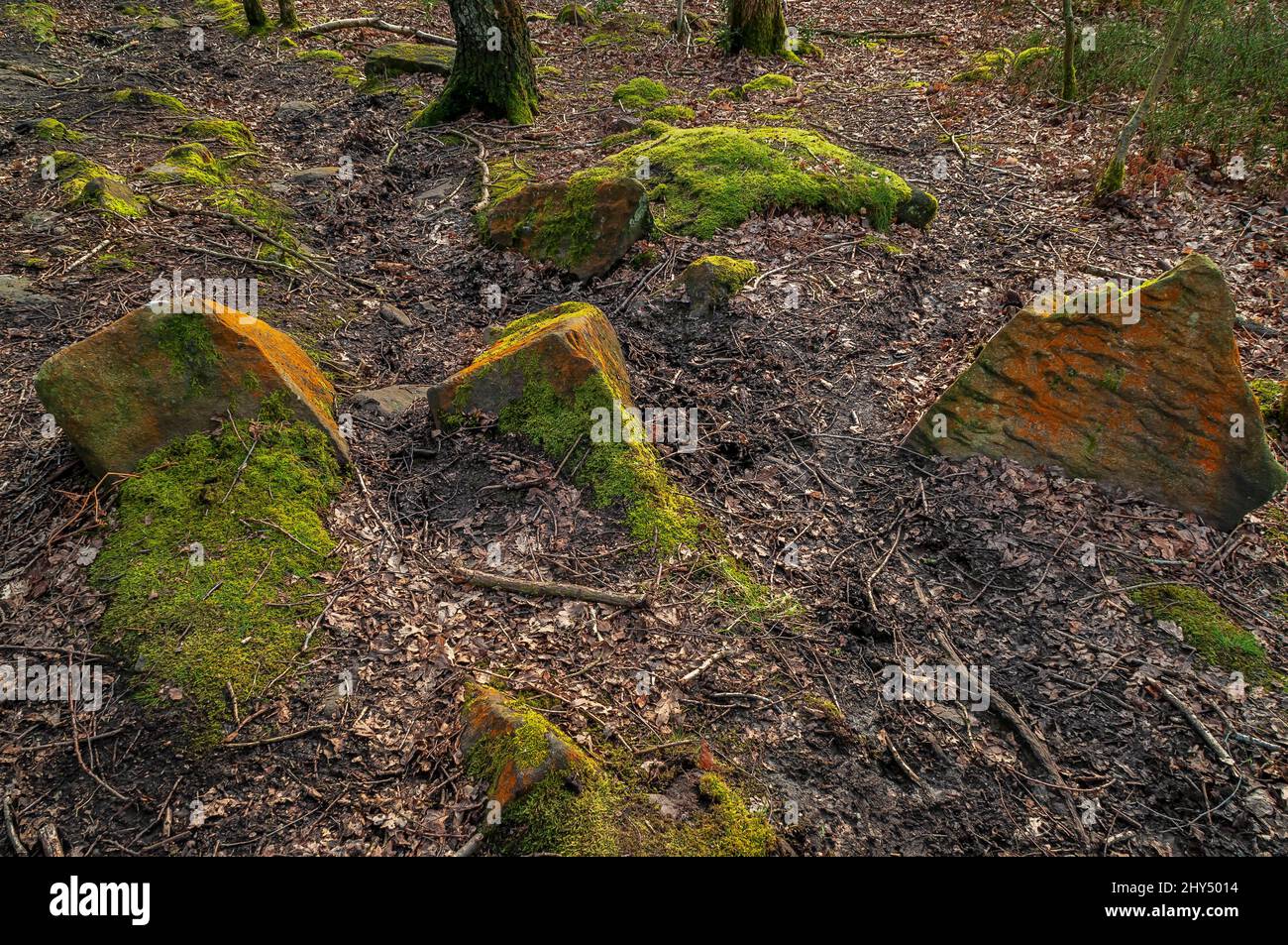 Gritstone boulders showing fluvial deposition ripple-marks, and bright orange lichen and bright green moss growing all over them. Stock Photo