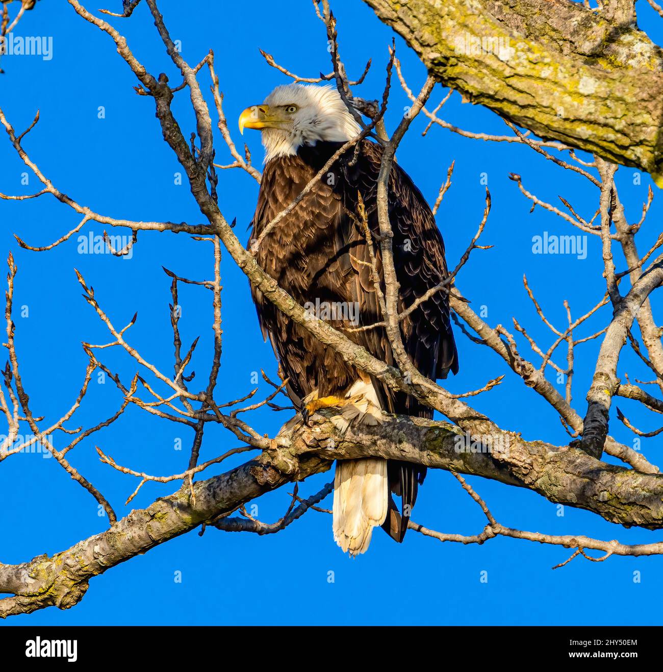 Low angle of a bald eagle