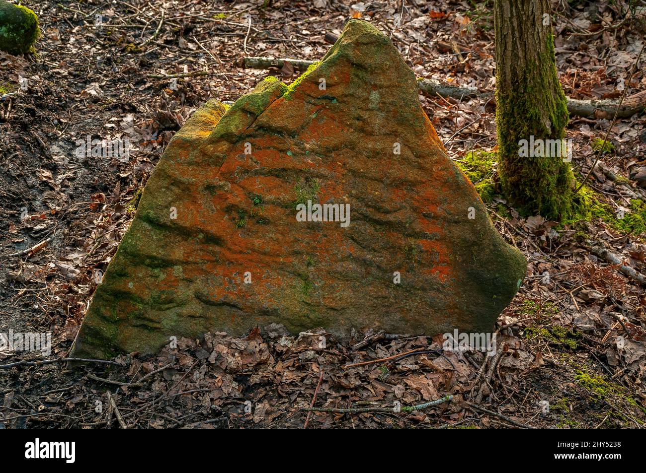 Triangular gritstone boulder showing fluvial deposition ripple-marks, and bright orange lichen and bright green moss growing all over it. Stock Photo