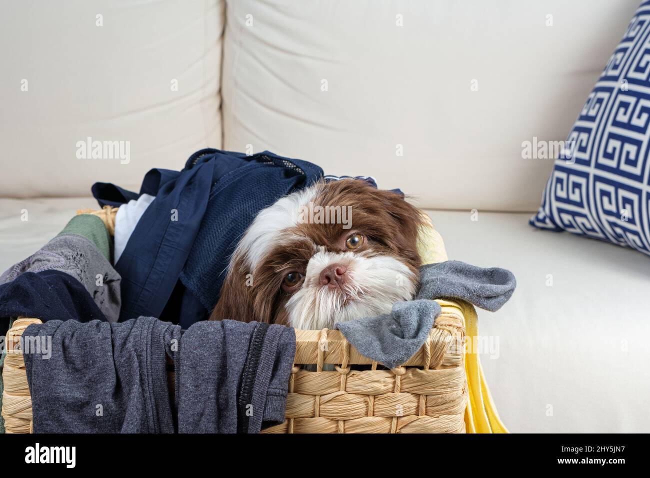 4 month old shih tzu puppy inside a laundry basket. Stock Photo